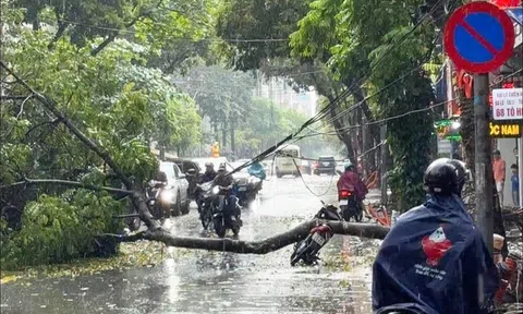 Cây xanh bật gốc đè trúng người đi xe máy ở Hà Nội