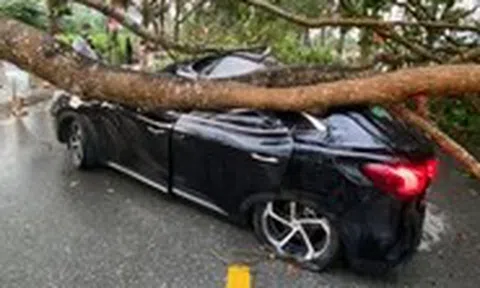 Cây đổ trong cơn dông, đè trúng ô tô và người ở Lào Cai