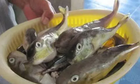 Ăn cá nóc, 3 người ở Cần Thơ nhập viện: Bộ Y tế khuyến cáo khẩn