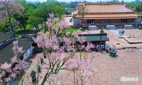 Lý do "vương giả chi hoa" được trồng trong Hoàng thành Huế