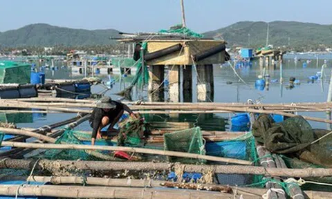 Lý do người nuôi tôm hùm chưa tiếp cận được hỗ trợ sau bão lũ lịch sử