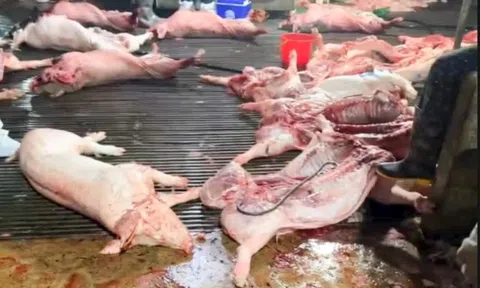 Lộ tên hai trường vụ 300 tấn lợn bệnh