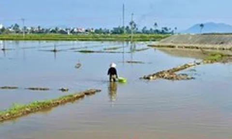 Đề nghị hỗ trợ người dân có đất lúa bị nhiễm mặn