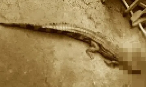 Phát hiện cá sấu dài 1,5 m trên kênh, chính quyền ra thông báo khẩn