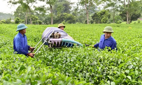 Định hướng nông nghiệp bền vững để thúc đẩy tăng trưởng kinh tế