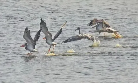 Sau 6 năm, một loài chim quý hiếm đã trở lại Tràm Chim