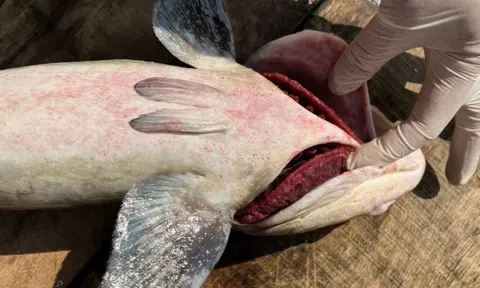 60 tấn cá bớp chết bất thường ở Lý Sơn