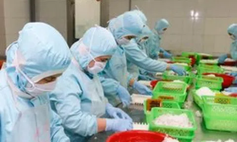 Doanh nghiệp xuất khẩu tôm 'cầu cứu'