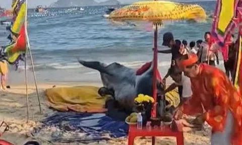 50 người không cứu được Cá Ông