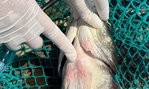 Nguyên nhân hơn 90 tấn cá bớp ở Lý Sơn chết cùng lúc