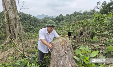 Phá hơn 4.000m2 rừng phòng hộ, hai anh em bị phạt nặng