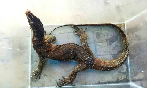 Kỳ đà hoa quý hiếm bò vào phòng ngủ người dân ở Cà Mau