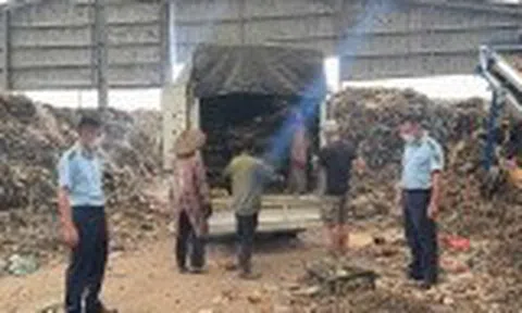 Quảng Ninh tiêu hủy gần 3 tấn lòng lợn bốc mùi và hơn 13.000 gia cầm lậu