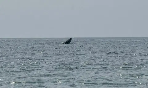 Cá voi xuất hiện ở vùng biển Mũi Né