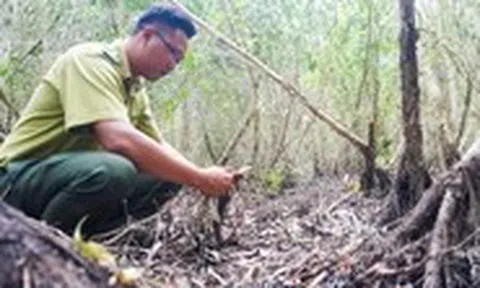 20.000 hecta rừng U Minh Hạ bên ngưỡng cháy nguy hiểm