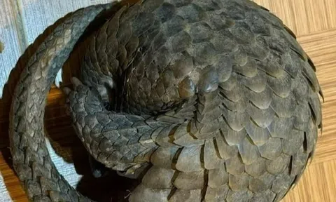 Tê tê quý hiếm bò vào tầng hầm quán nhậu