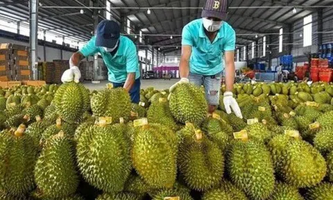 Xuất khẩu rau quả vượt 2 tỷ USD, hướng đến mốc 10 tỷ USD