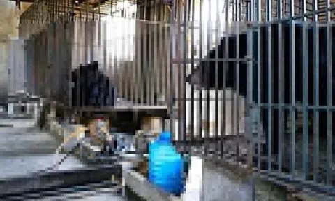 Một hộ dân tự nguyện bàn giao hai gấu ngựa nuôi nhốt hơn 20 năm