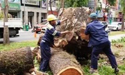 Đốn hạ cây ở công viên Lê Văn Tám và 15 cây xanh trên đường phố TP.HCM, công ty cây xanh nói gì?