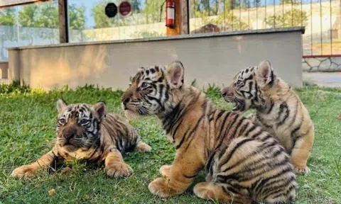 3 con hổ Bengal chào đời trong sở thú ở Gia Lai