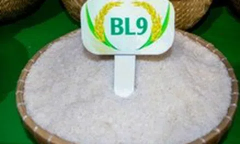 Gạo BL9 lúa tôm Cà Mau đoạt giải gạo ngon nhất Đồng bằng sông Cửu Long
