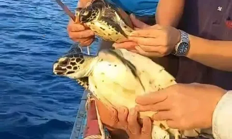 Giải cứu hai cá thể rùa quý hiếm về lại vùng biển Phú Quý