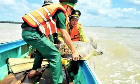 Thả kỳ đà hoa và vích biển 60 kg về tự nhiên