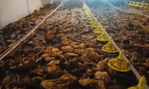 Chập điện khiến trang trại gà hơn 5.000 con chết ngạt