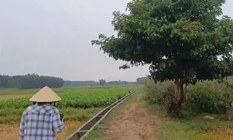 Chở lúa ngoài đồng về, lão nông bị sét đánh tử vong