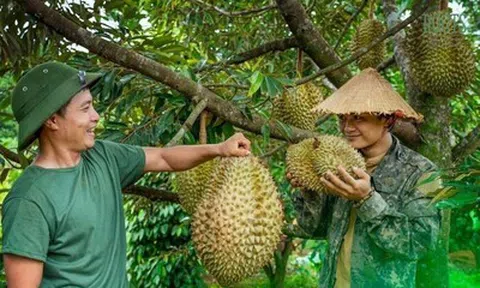 Phát triển sầu riêng minh bạch và bền vững: Đắk Lắk đẩy nhanh số hóa ngành hàng
