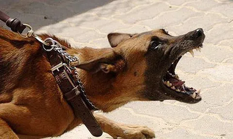 Đề phòng bệnh dại mùa nắng nóng