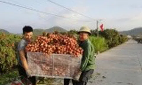 Bắc Ninh: Định vị phân khúc vải thiều cao cấp, bứt phá trên môi trường số