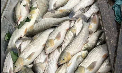 Hàng tấn cá nuôi lồng bè trên sông Lam chết bất thường