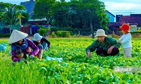 Về Thuận Nghĩa để nghe chuyện trồng rau trở thành chuyện du lịch