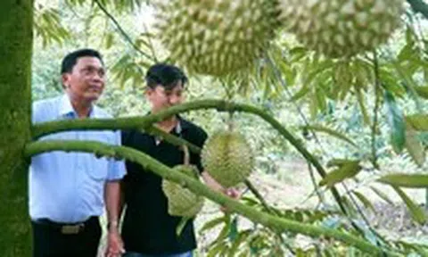 Năm 2026 Đồng Tháp sẽ thí điểm áp dụng hệ thống truy xuất nguồn gốc nông sản