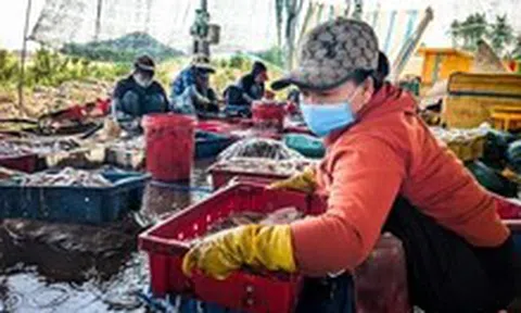 Chủ tịch Gia Lai chỉ đạo xử lý triệt để nạn sơ chế mực xà gây ô nhiễm