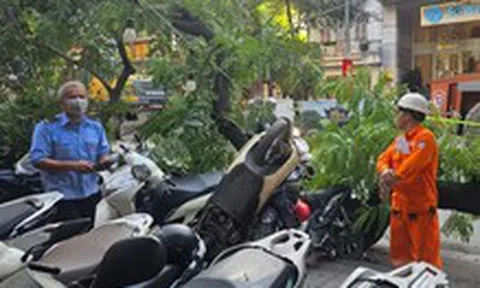 Cây xanh cỡ lớn trên phố Hà Nội bất ngờ gãy cành, đè loạt xe máy