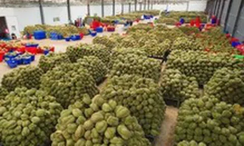 Đề nghị Bộ Công an xử lý việc mua bán mã số, làm sai lệch kết quả kiểm nghiệm nông sản, sầu riêng