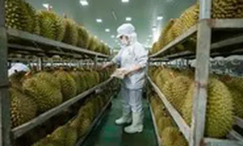 Cập nhật tư duy cũ về sầu riêng