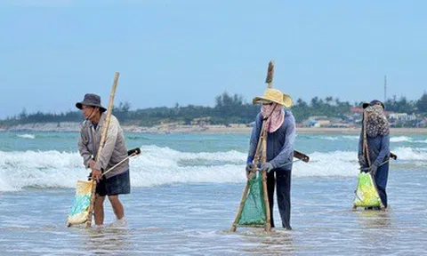 Nghề đi lùi trên bãi biển Quảng Ngãi