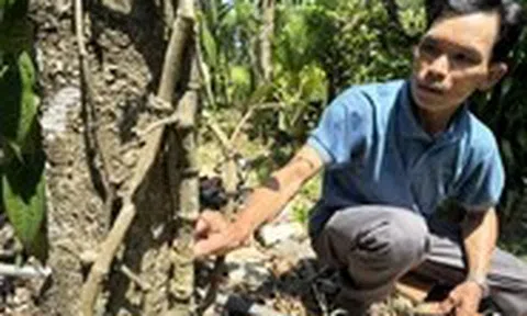 Những cây hồ tiêu 'khủng' ở xứ Tiên
