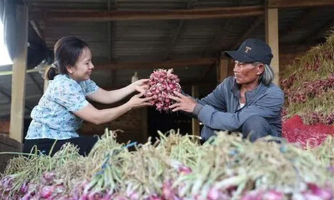 Hành tím Vạn Tường trúng mùa, trúng giá, nông dân thu lãi lớn