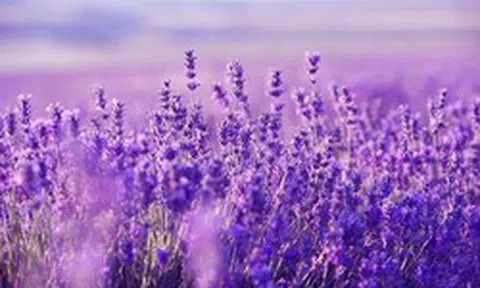 Một cổ phiếu ngân hàng bất ngờ "tím lịm" với thanh khoản đột biến,chuyện gì đang xảy ra?