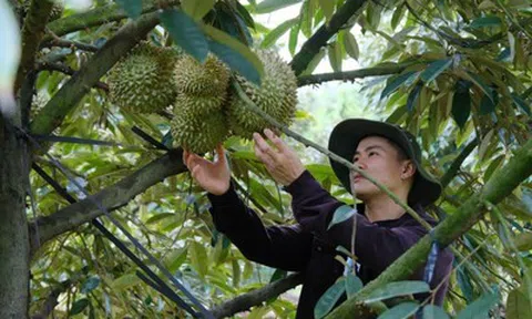 Lâm Đồng tập trung tháo gỡ khó khăn, thúc đẩy xuất khẩu sầu riêng niên vụ 2026