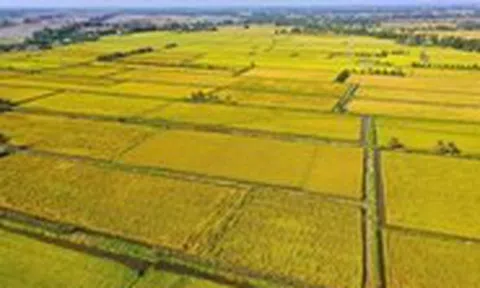 'Cánh đồng tri thức' ở Đồng bằng sông Cửu Long