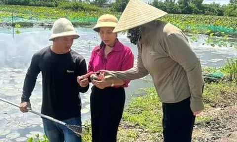 Mô hình nuôi ốc kết hợp sinh thái, hướng đi mới ở phường Long Hương