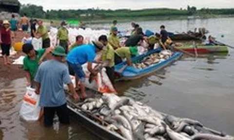 Hơn 150 tấn cá nuôi lồng bè ở hồ Trị An chết hàng loạt