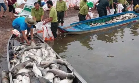 Hơn 100 tấn cá lồng bè tại hồ Trị An chết bất thường