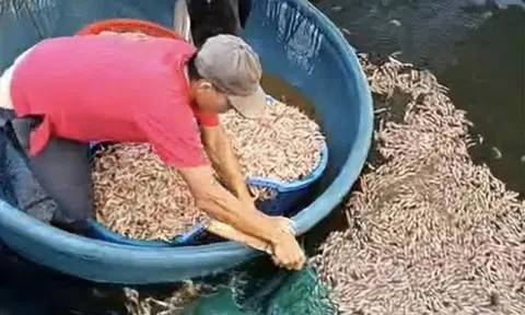 Phát hiện 8 túi lạ dưới ao, công an điều tra vụ tôm chết hàng loạt
