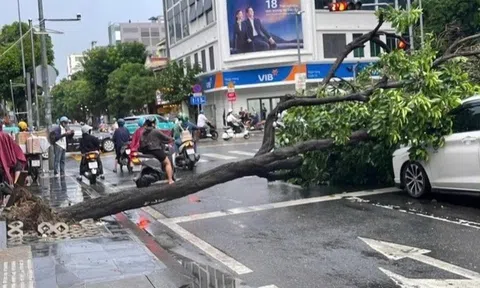 Cây xanh bật gốc đè trúng 2 ôtô ở giao lộ TP.HCM